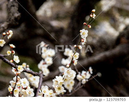 冬に咲き始めた美しい白梅【白加賀】 123709703
