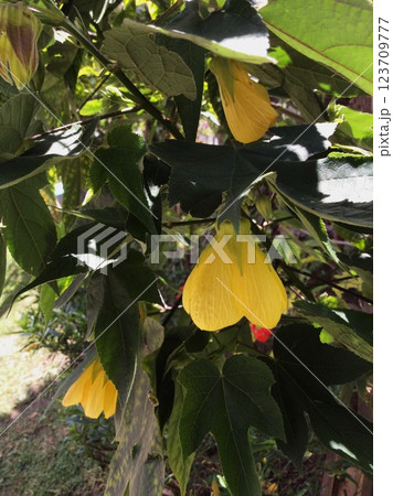 From the Malvaceae family, incredible yellow flowers. From the Malvaceae family, incredible yellow flowers. 123709777