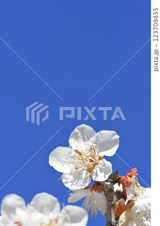 梅の花 123709835