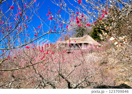 紅梅と展望四阿 紅梅と展望四阿 123709846