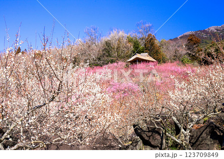 筑波梅林と展望あずまや 123709849