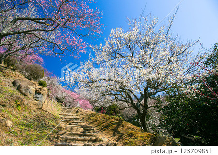 紅白梅林の遊歩道 123709851