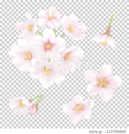 Cherry blossom illustration 123709888