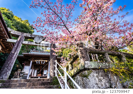 西山神社の寒桜(元日桜)【長崎市】 西山神社の寒桜(元日桜)【長崎市】 123709947