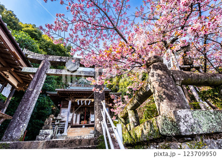 西山神社の寒桜（元日桜）【長崎市】 123709950