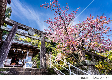 西山神社の寒桜（元日桜）【長崎市】 123709958