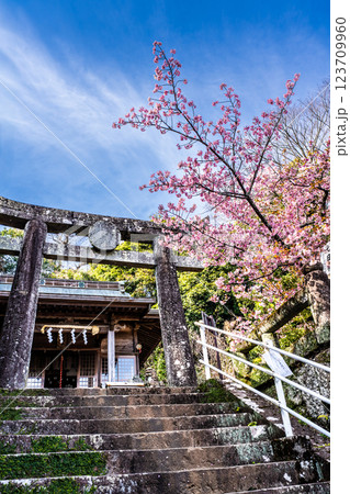 西山神社の寒桜（元日桜）【長崎市】 123709960