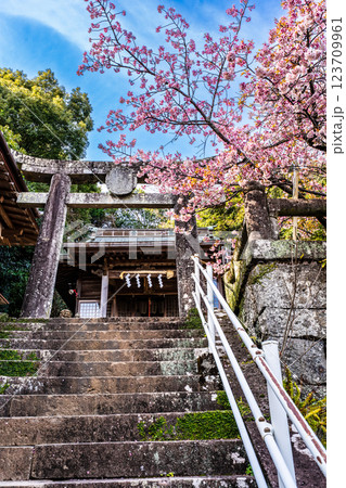 西山神社の寒桜（元日桜）【長崎市】 123709961