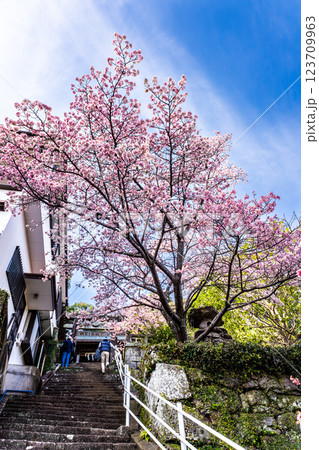 西山神社の寒桜（元日桜）【長崎市】 123709963