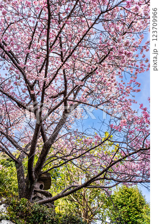 西山神社の寒桜(元日桜)【長崎市】 西山神社の寒桜(元日桜)【長崎市】 123709966