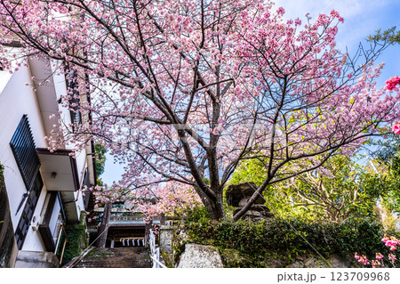 西山神社の寒桜(元日桜)【長崎市】 西山神社の寒桜(元日桜)【長崎市】 123709968