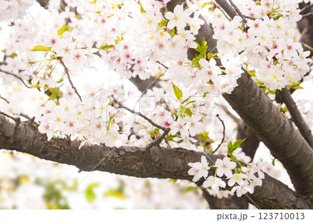 Cherry blossoms in full bloom, bringing news of spring Cherry blossoms in full bloom, bringing news of spring 123710013