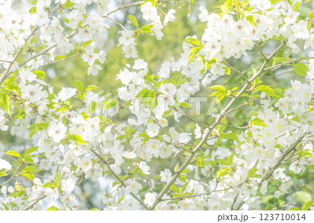 Cherry blossoms in full bloom, bringing news of spring Cherry blossoms in full bloom, bringing news of spring 123710014