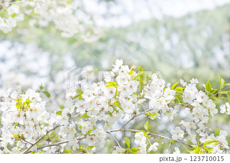 Cherry blossoms in full bloom, bringing news of spring Cherry blossoms in full bloom, bringing news of spring 123710015