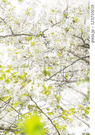 Cherry blossoms in full bloom, bringing news of spring Cherry blossoms in full bloom, bringing news of spring 123710016