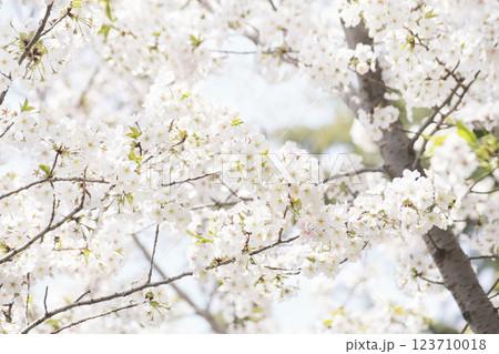 Cherry blossoms in full bloom, bringing news of spring Cherry blossoms in full bloom, bringing news of spring 123710018