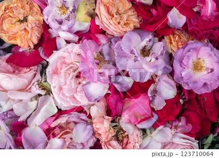 Full frame shot of roses petal after fallen. Petals falling off can be a sign of damaged or diseased roots unable to supply the blooms. 123710064