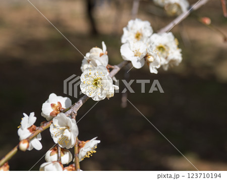 冬に咲き始めた美しい枝垂れ梅【白滝枝垂】 冬に咲き始めた美しい枝垂れ梅【白滝枝垂】 123710194