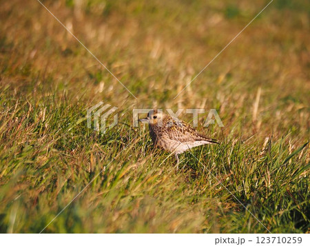 渡り途中に荒川河川敷に立ち寄ったムナグロ 123710259
