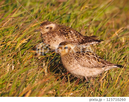 渡り途中に荒川河川敷に立ち寄ったムナグロ 123710260