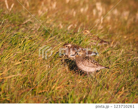 渡り途中に荒川河川敷に立ち寄ったムナグロ 123710261