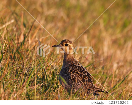 渡り途中に荒川河川敷に立ち寄ったムナグロ 123710262