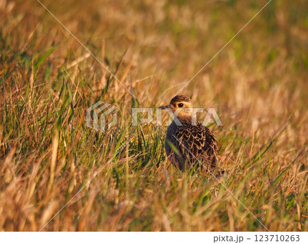 渡り途中に荒川河川敷に立ち寄ったムナグロ 123710263