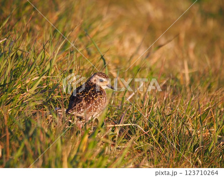 渡り途中に荒川河川敷に立ち寄ったムナグロ 123710264