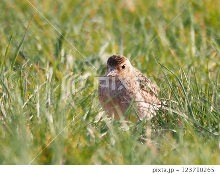 渡り途中に荒川河川敷に立ち寄ったムナグロ 123710265
