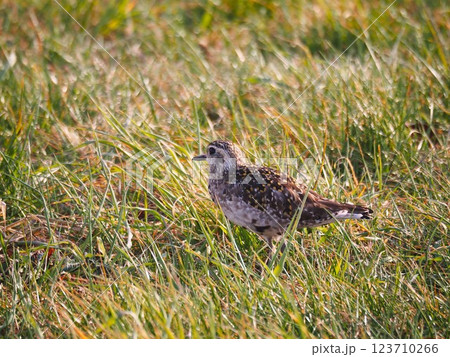 渡り途中に荒川河川敷に立ち寄ったムナグロ 123710266