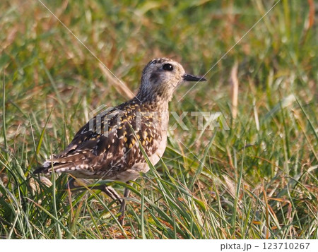 渡り途中に荒川河川敷に立ち寄ったムナグロ 123710267