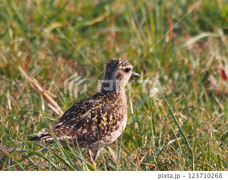 渡り途中に荒川河川敷に立ち寄ったムナグロ 123710268