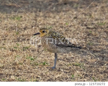 渡り途中に荒川河川敷に立ち寄ったムナグロ 123710272