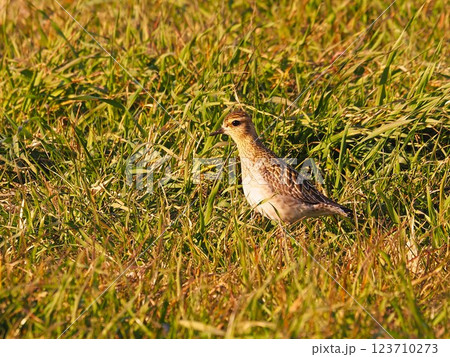 渡り途中に荒川河川敷に立ち寄ったムナグロ 123710273