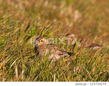 渡り途中に荒川河川敷に立ち寄ったムナグロ 123710274