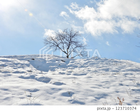 雪に覆われた棚田の一本の木 123710374