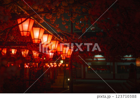 土佐稲荷神社 夜桜 ライトアップ 夜桜献燈【大阪市西区】 土佐稲荷神社 夜桜 ライトアップ 夜桜献燈【大阪市西区】 123710388