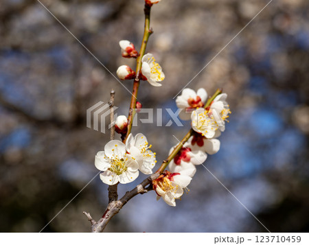 冬に咲き始めた美しい白梅【南高】 123710459