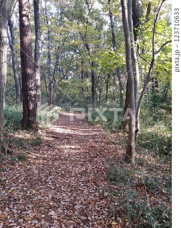 落ち葉の道 123710633
