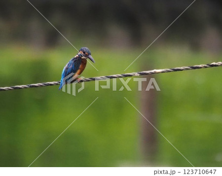 池に張られたロープにとまるカワセミ 123710647