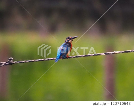 池に張られたロープにとまるカワセミ 123710648