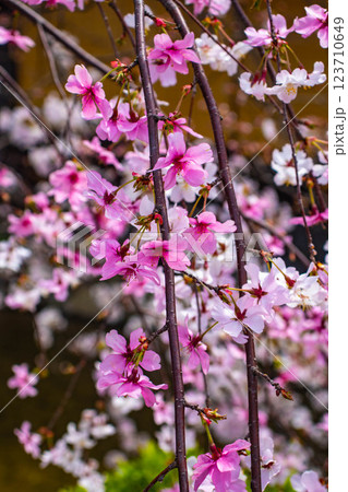 【京都風景】祇園白川の桜は艶やかな装い 123710649