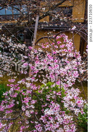 【京都風景】祇園白川の桜は艶やかな装い 123710650
