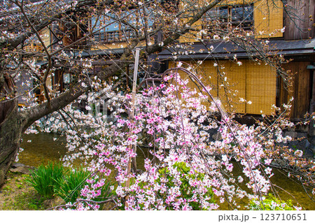 【京都風景】祇園白川の桜は艶やかな装い 123710651