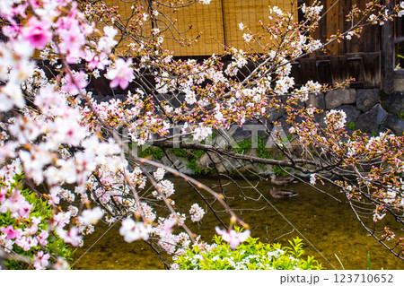 【京都風景】祇園白川の桜は艶やかな装い 【京都風景】祇園白川の桜は艶やかな装い 123710652