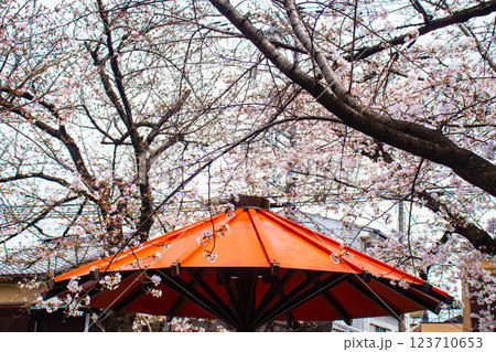 【京都風景】祇園白川の桜は艶やかな装い 123710653