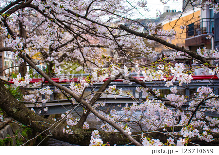 【京都風景】祇園白川の桜は艶やかな装い 123710659