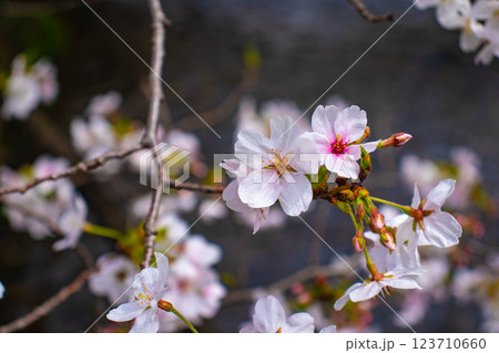 【京都風景】祇園白川の桜は艶やかな装い 123710660