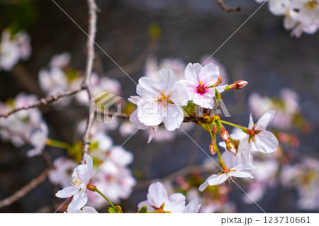 【京都風景】祇園白川の桜は艶やかな装い 123710661
