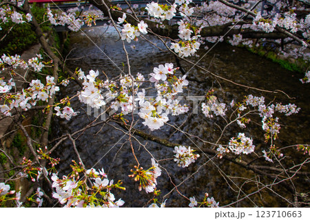 【京都風景】祇園白川の桜は艶やかな装い 123710663